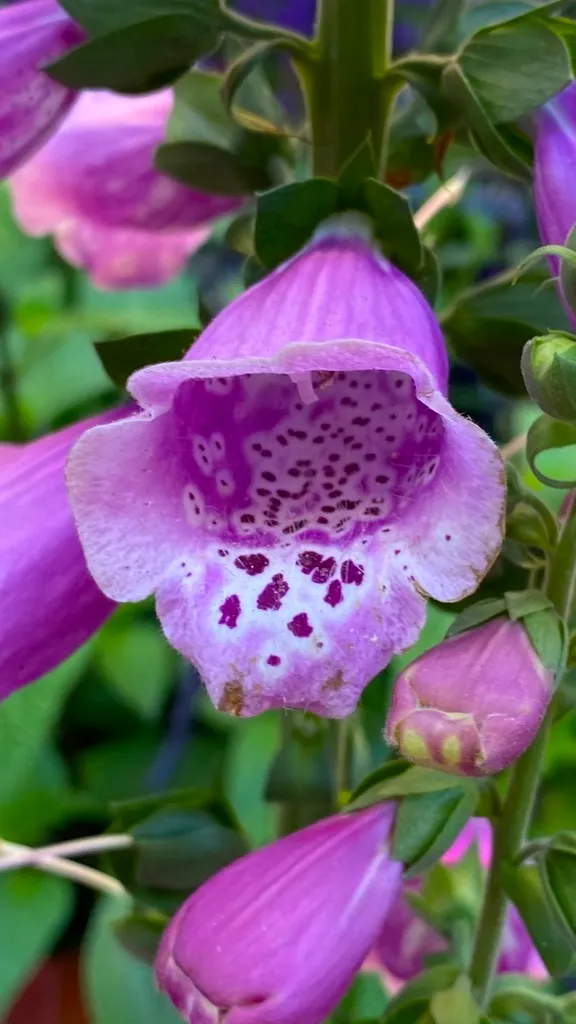 FLOWER5.jpg