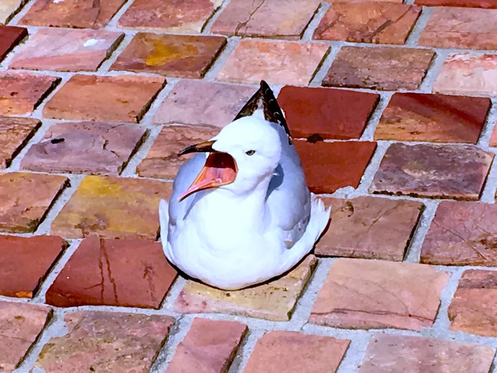 SEAGULL.jpg
