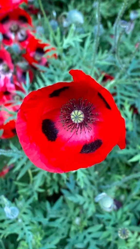FLOWER1.jpg