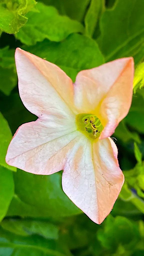 FLOWER6.jpg