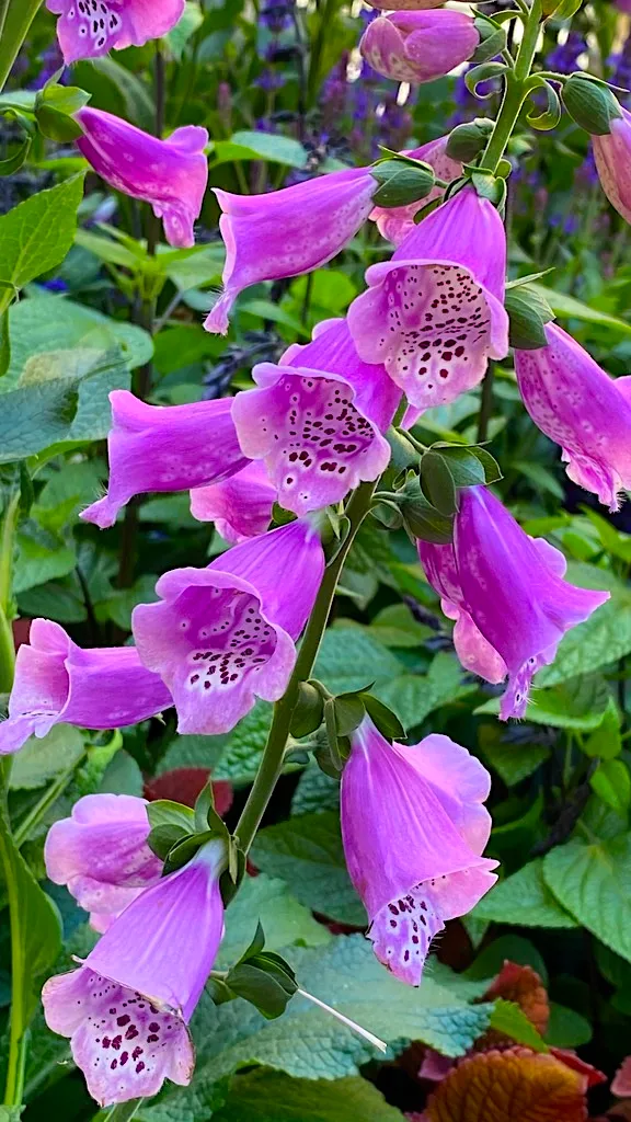 FLOWER7.jpg