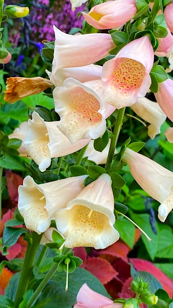 FLOWER2.jpg