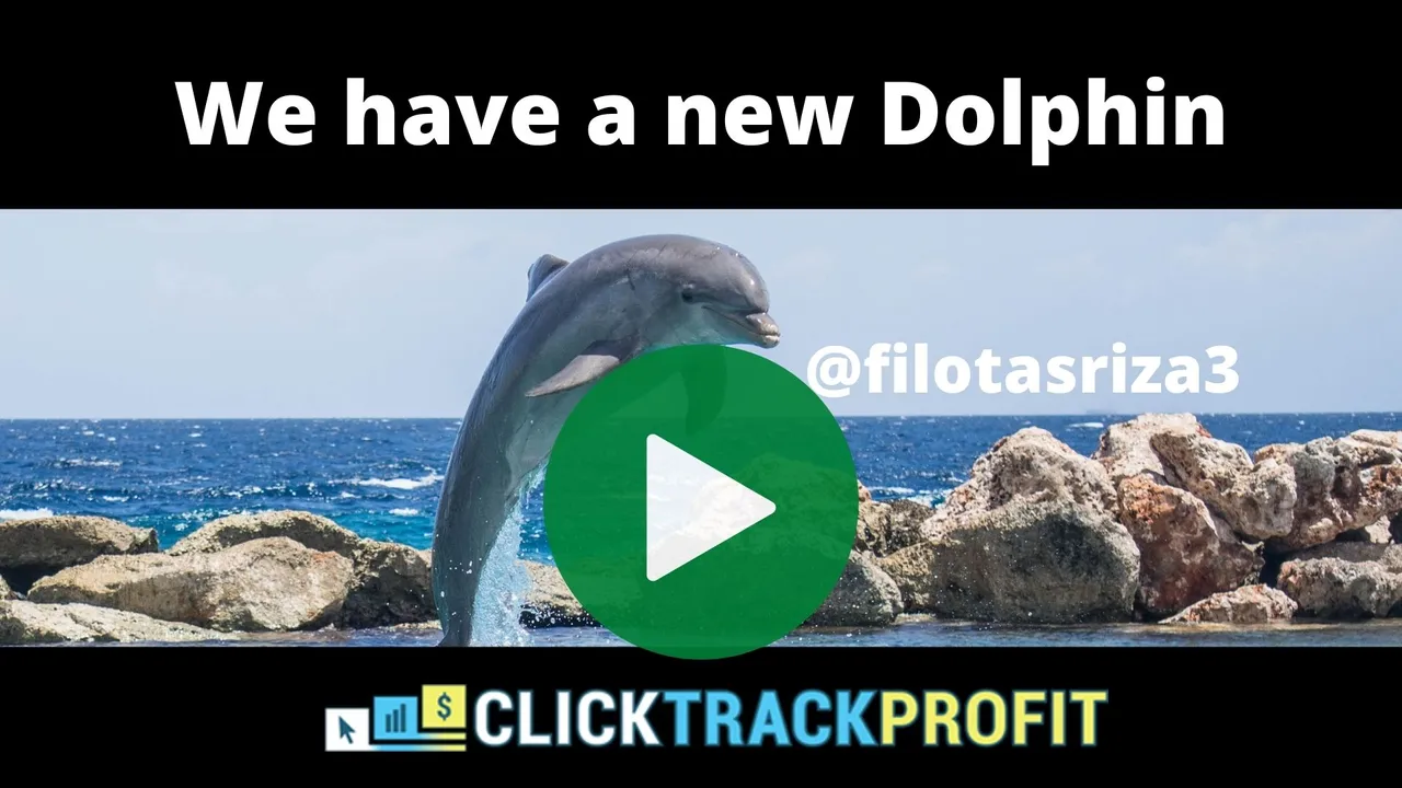 new dolphin_play.jpg