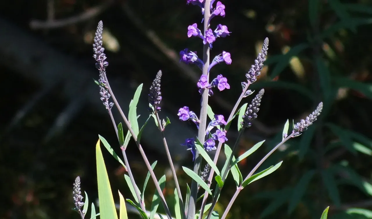 1035Purples.jpg