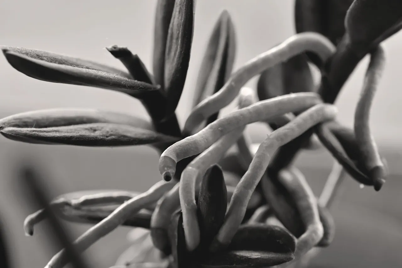 orchid roots bw.jpg