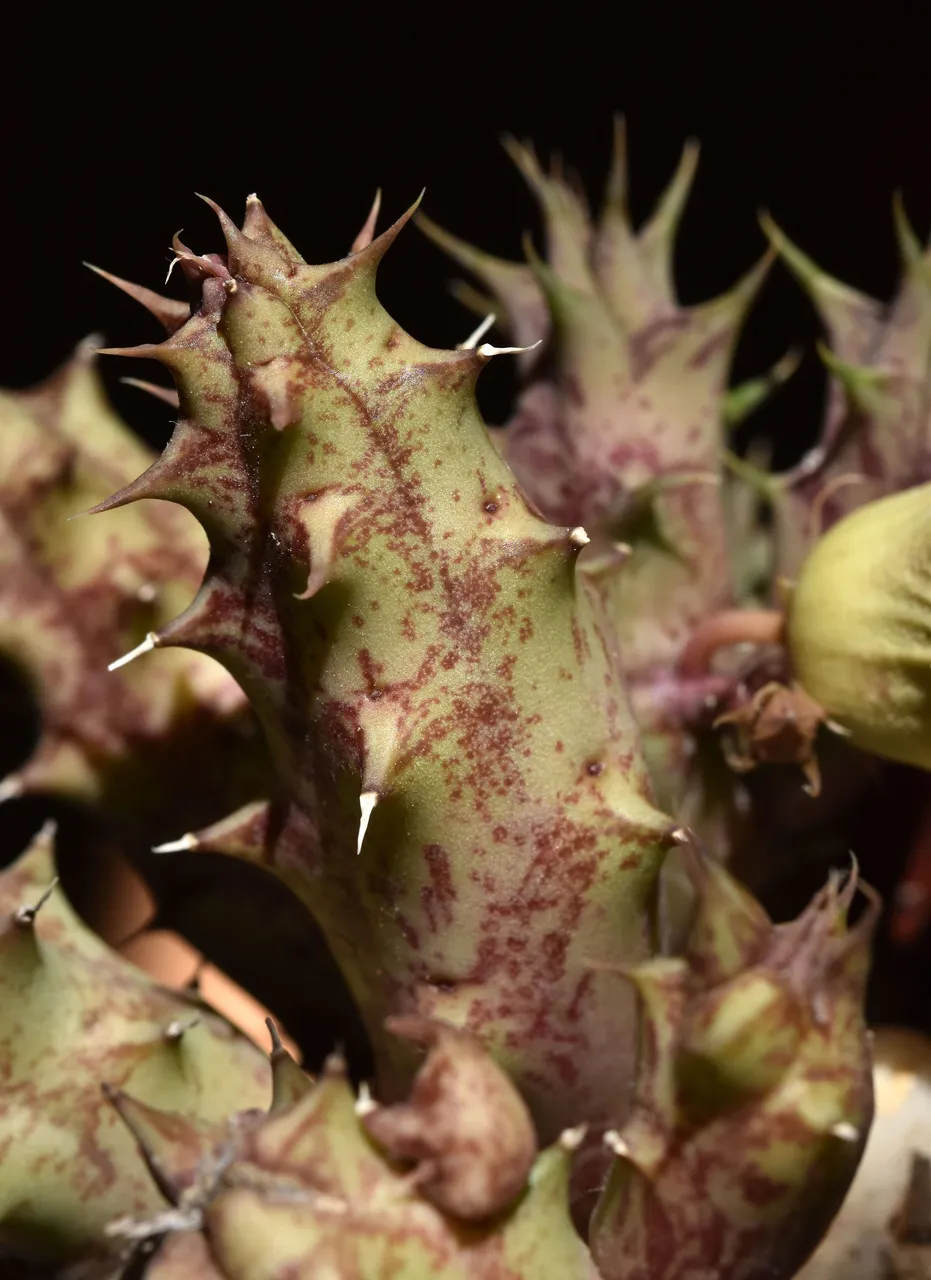 Huernia stems 1.jpg
