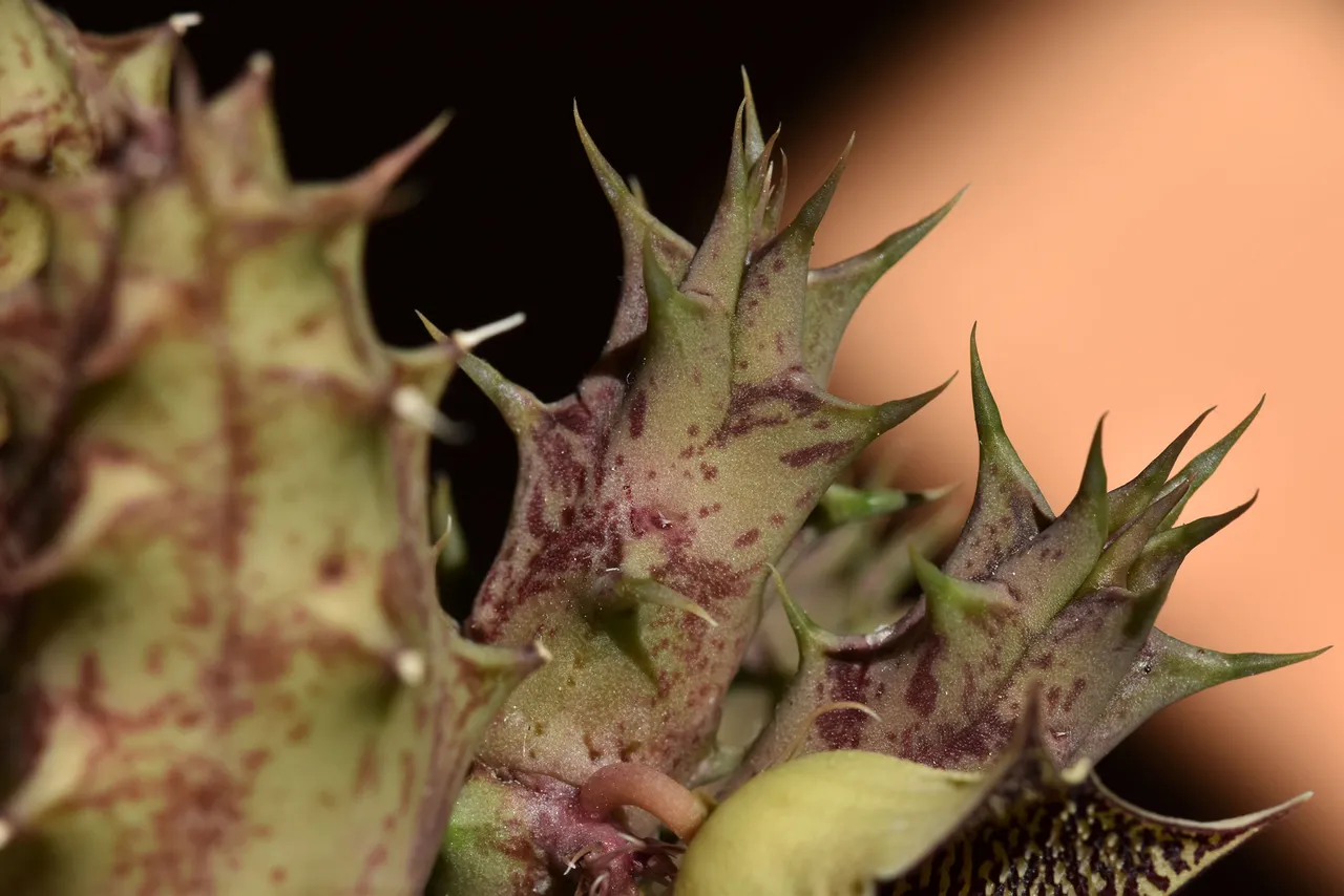 Huernia stems 2.jpg