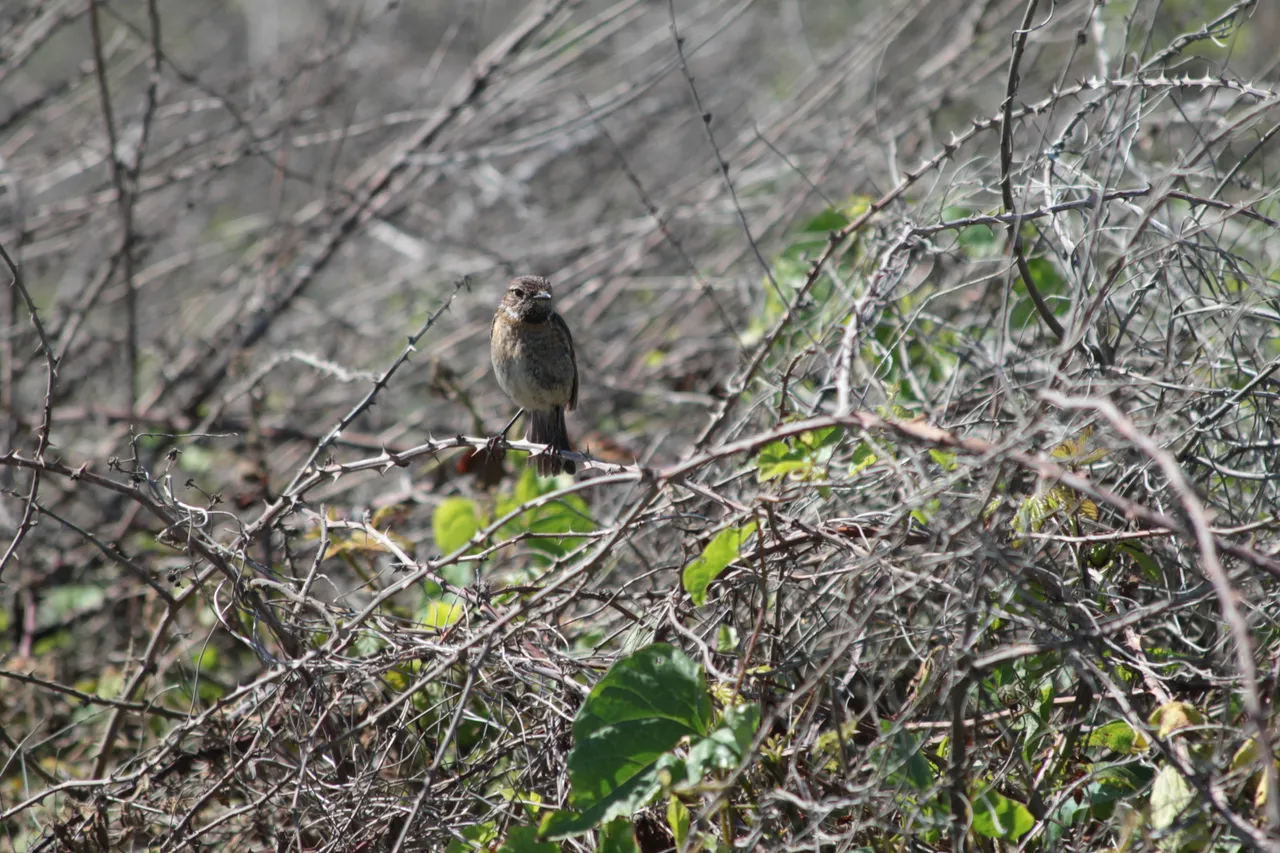 birdfemale.JPG