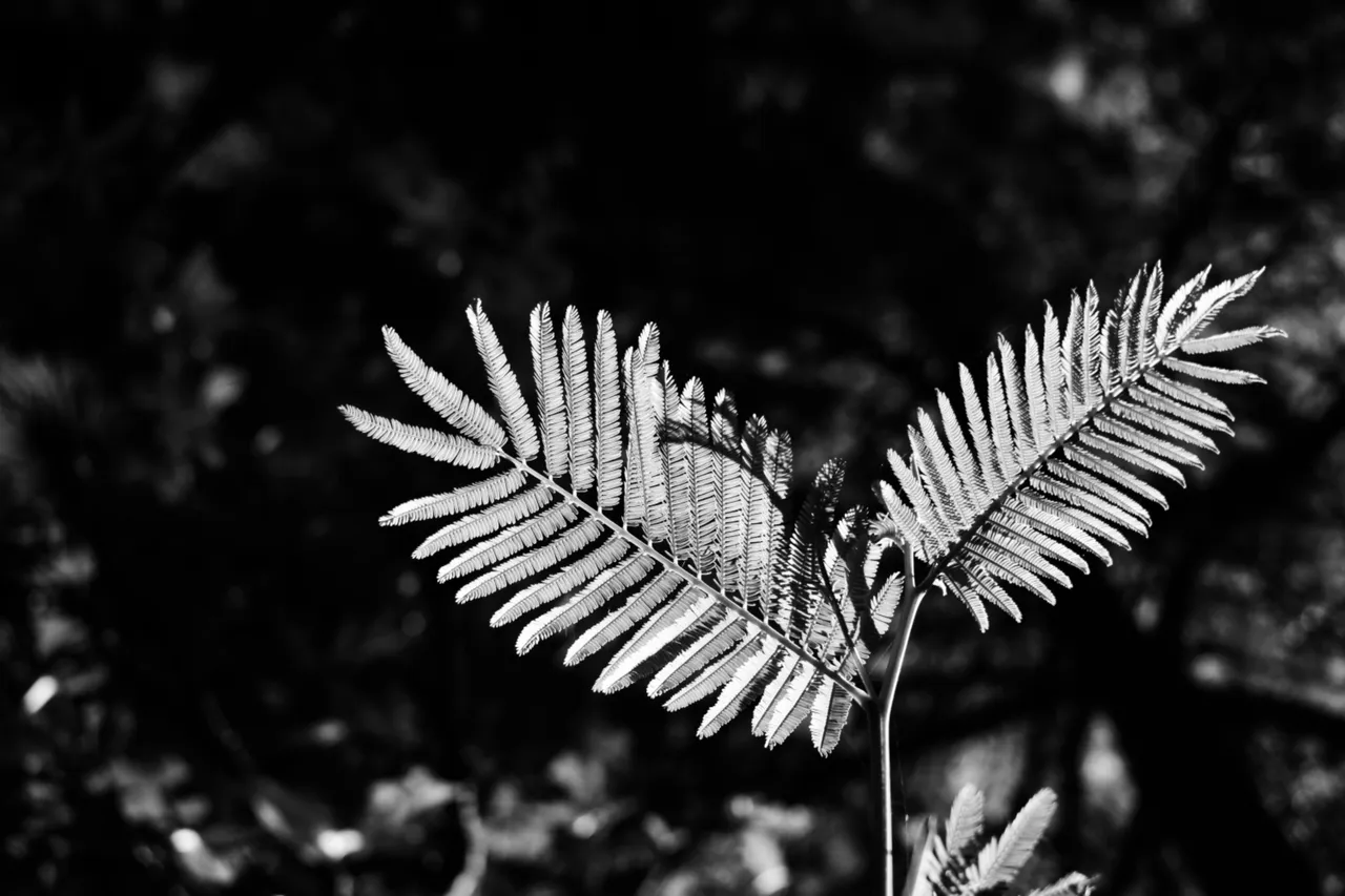 DSC_0103.jpg