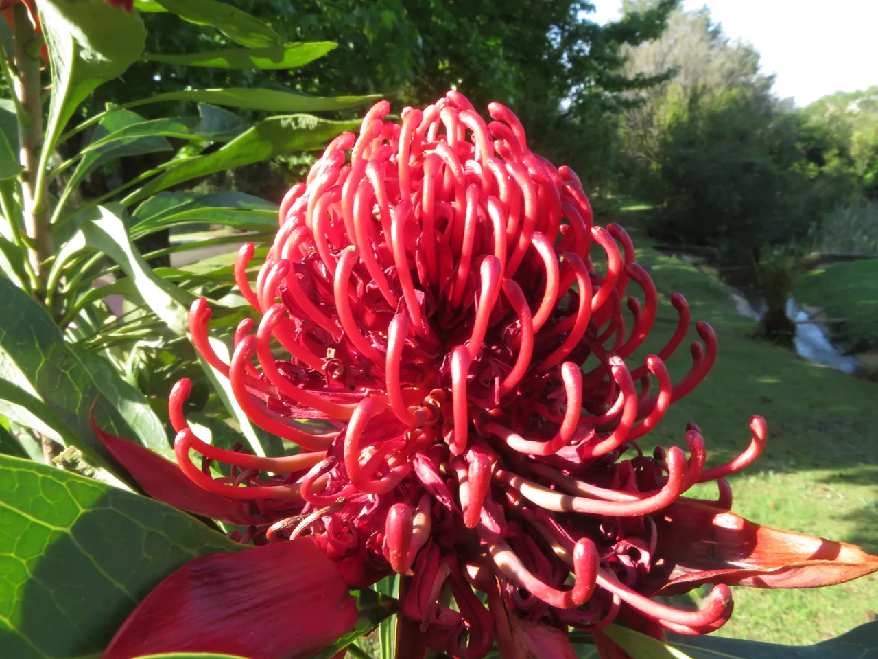0474Protea.JPG