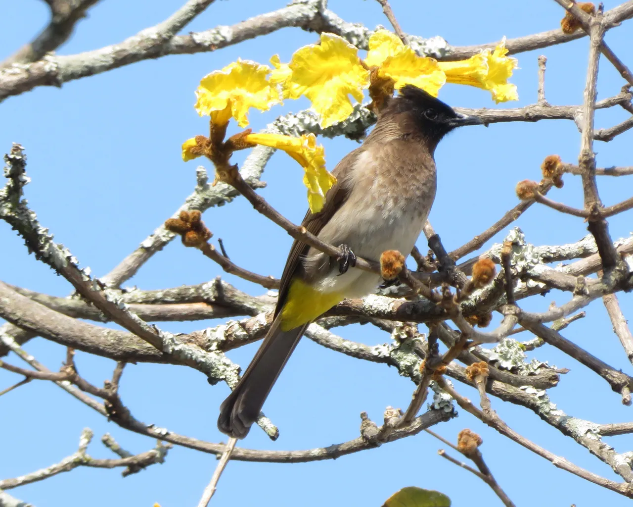 8674Bulbul.JPG
