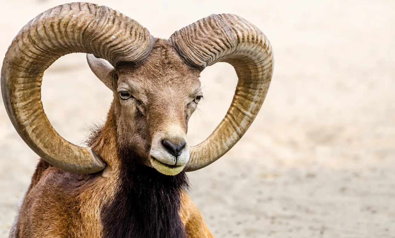 Animal 4.jpg
