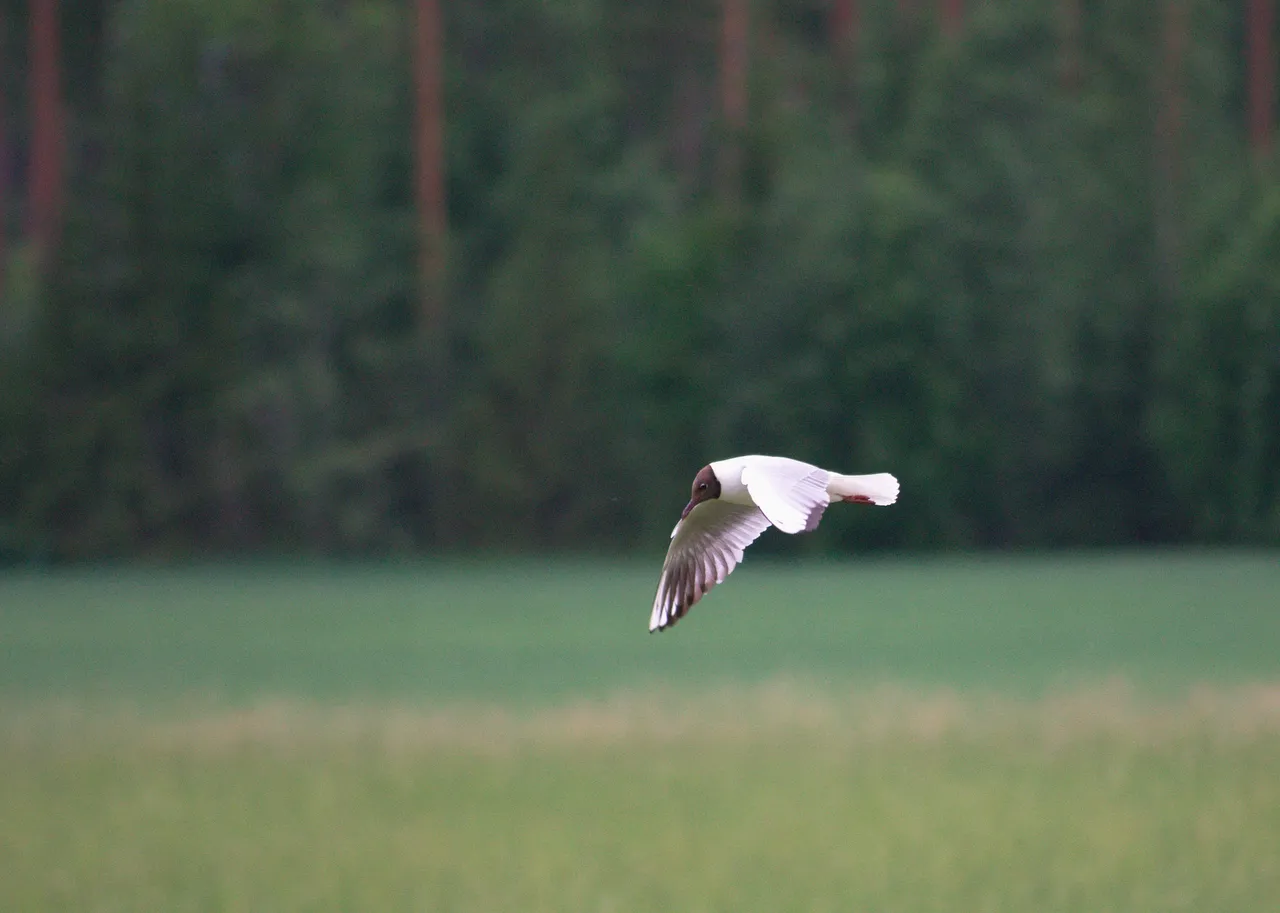DSC_0587.jpg