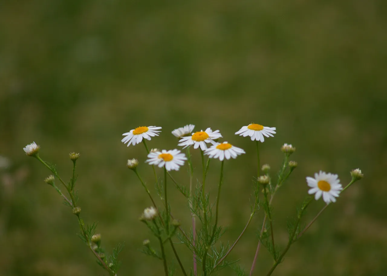 DSC_0592.jpg