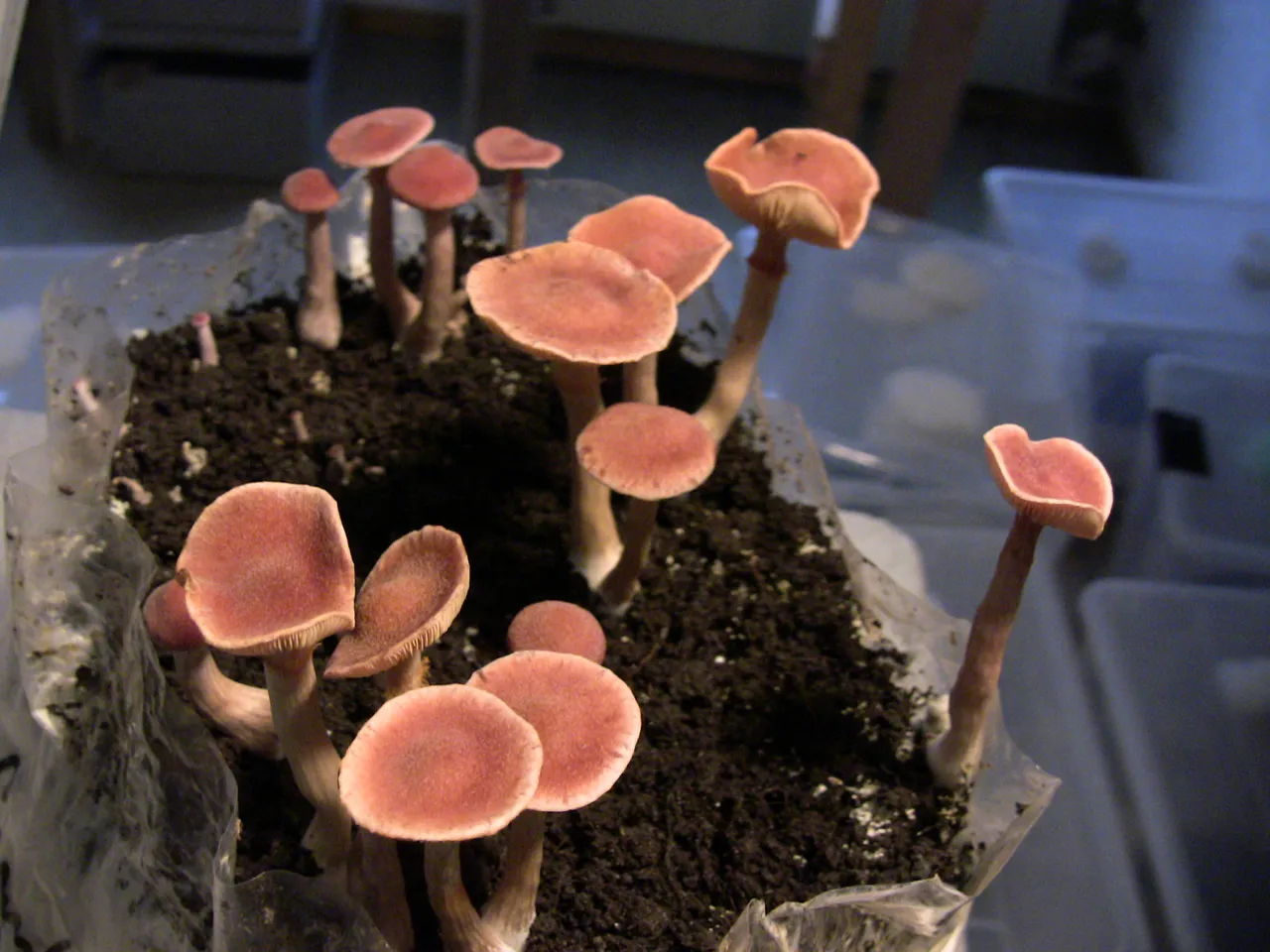2009.06.15 11.JPG