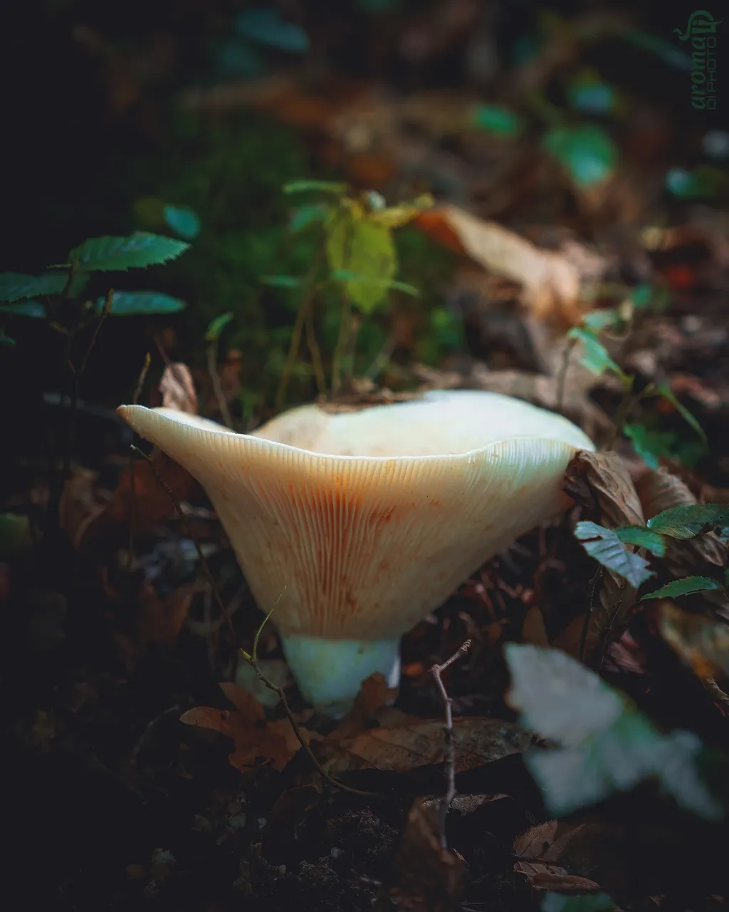 4 Mushroom 2.JPG