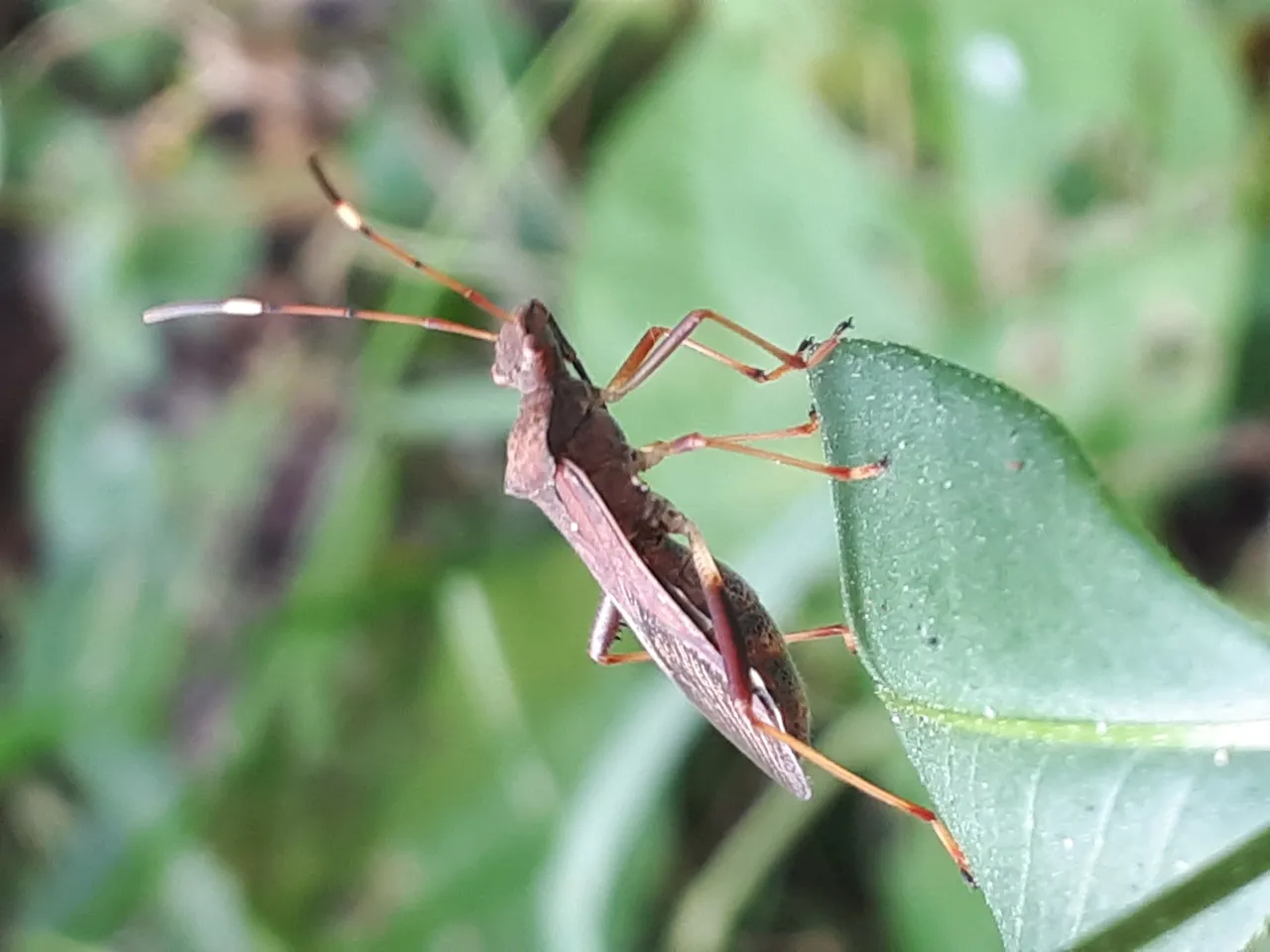 LilBuggo.jpg