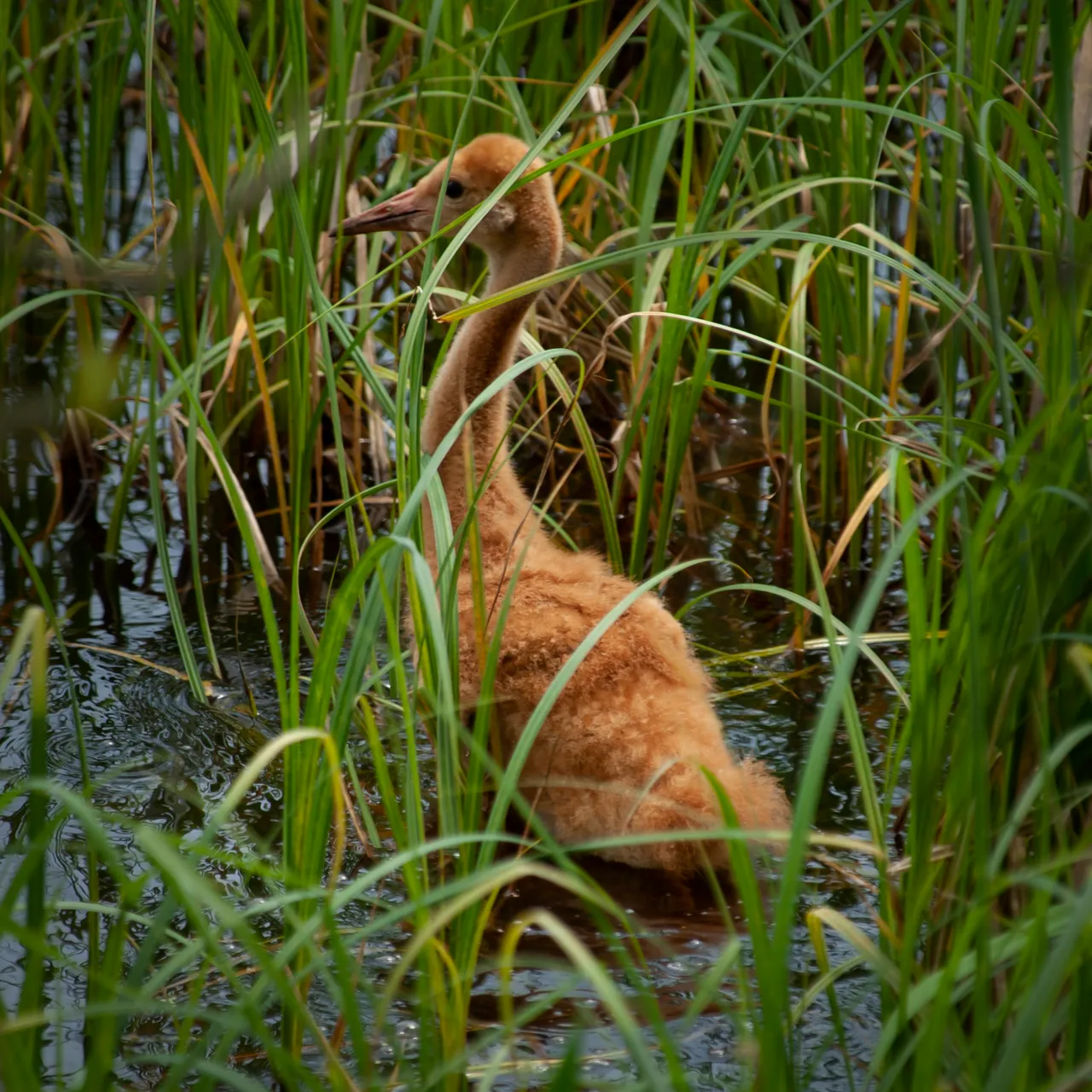 P5247892.jpg