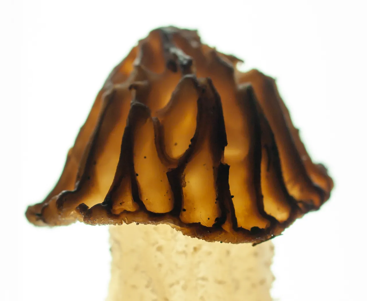 P4296751.jpg