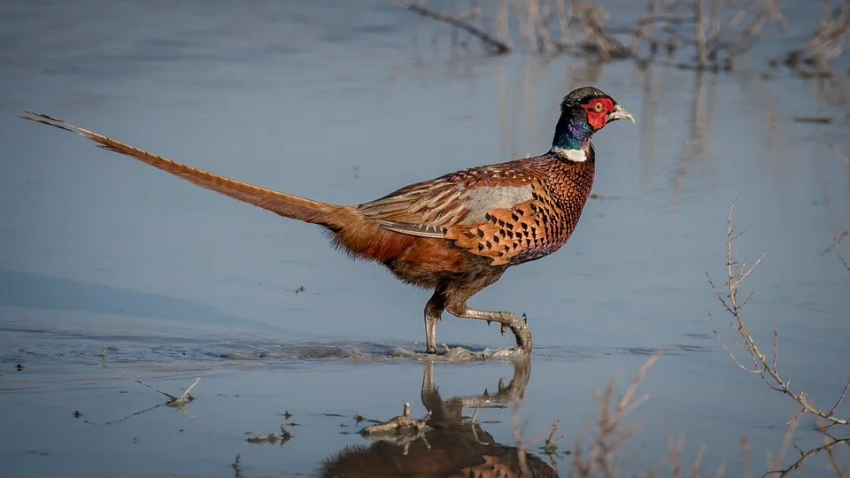 pheasant.jpg