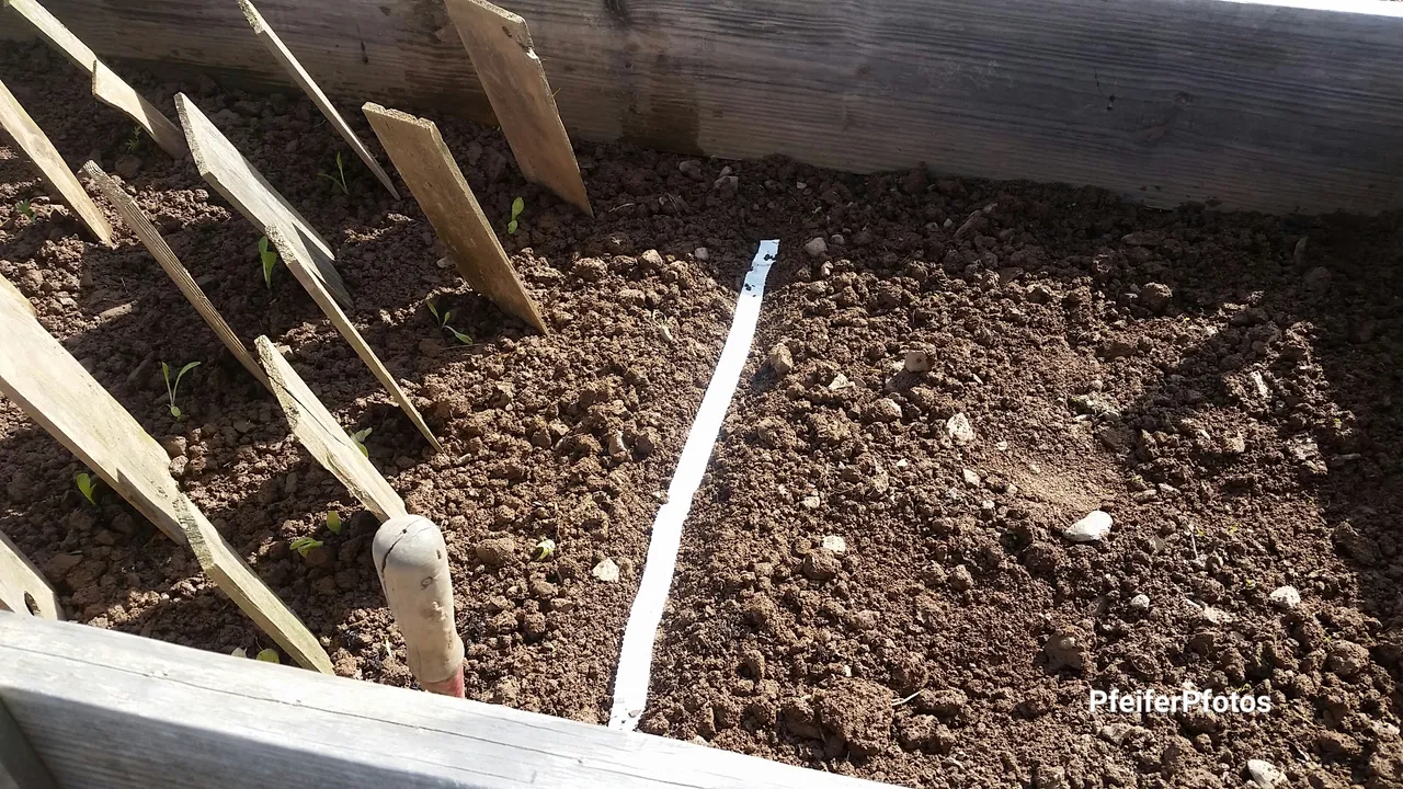 plant4.jpg