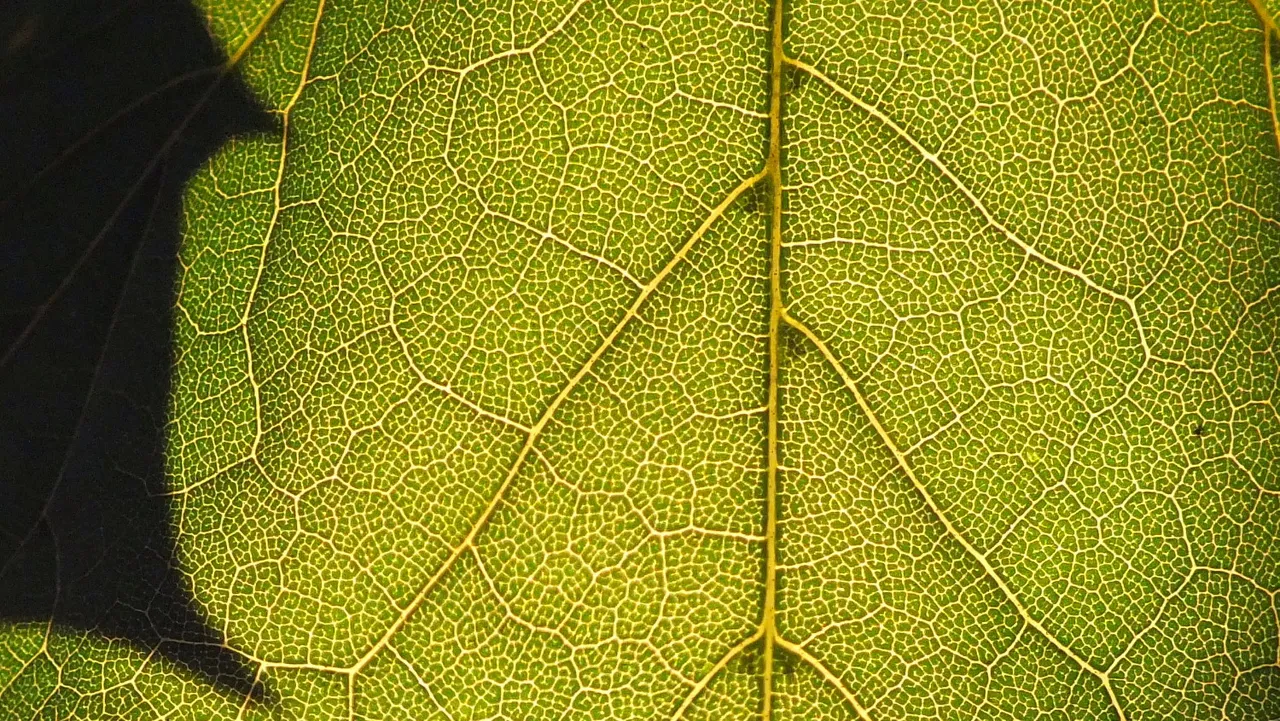 0648Leaf.jpg