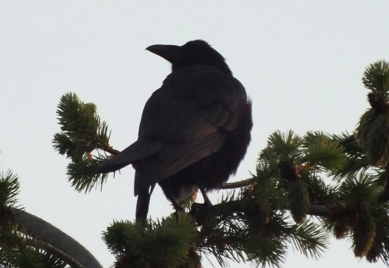 1032Crow.jpg