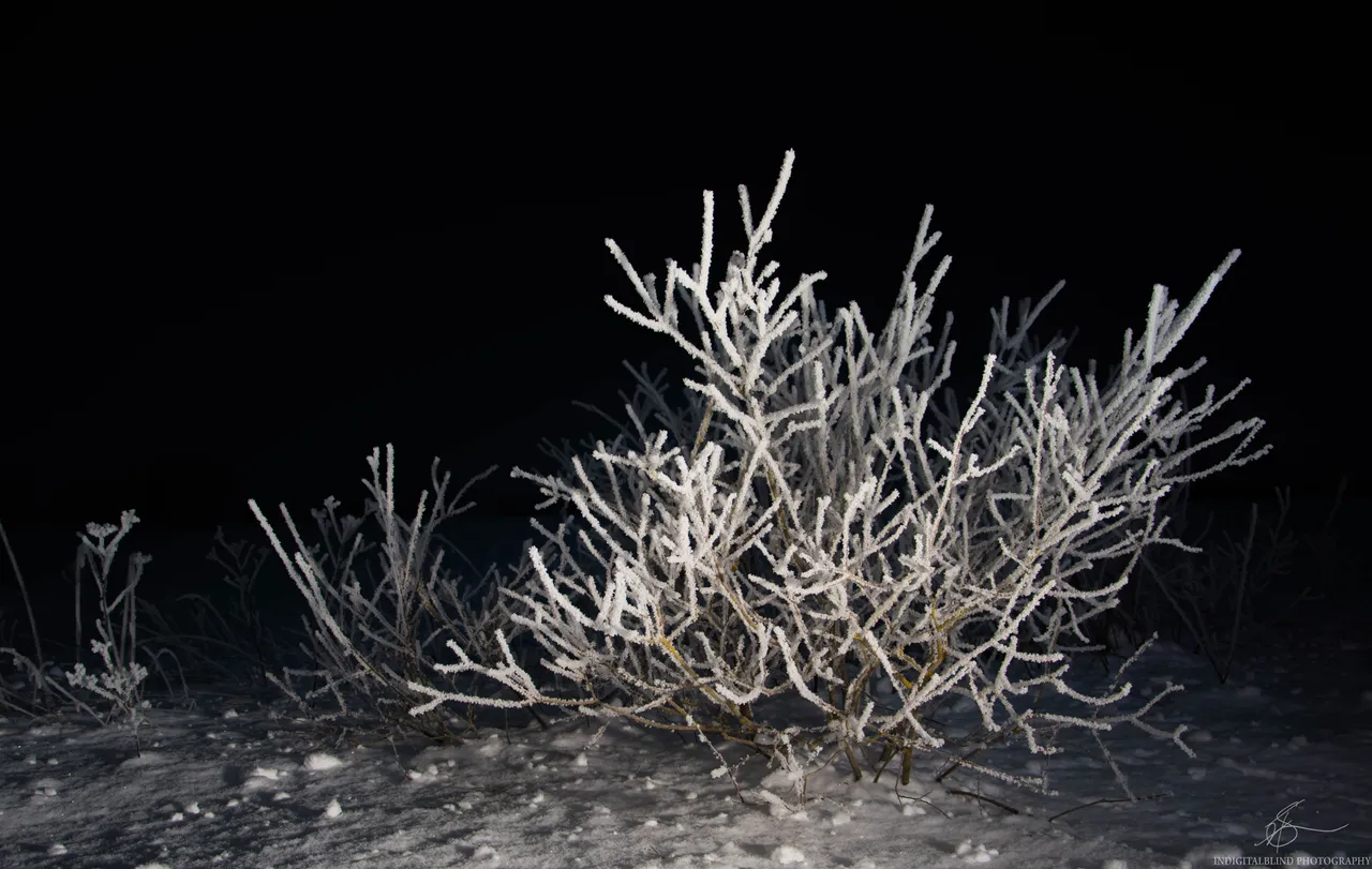 DSC_0503.jpg