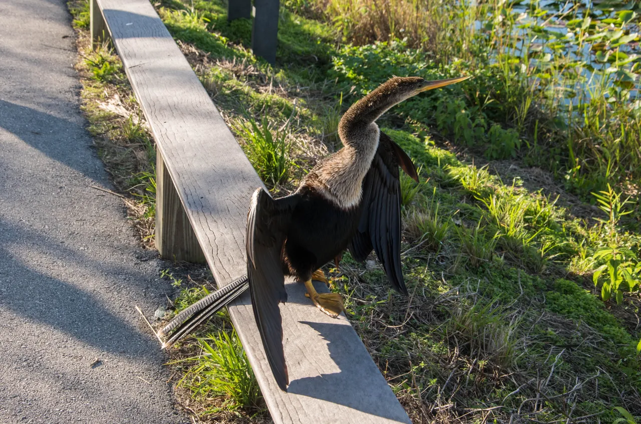 DSC_0303.jpg