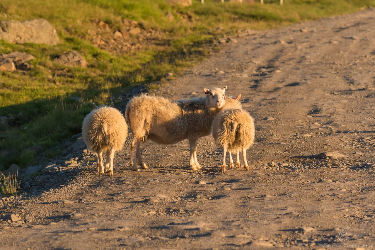 DSC_0116.jpg