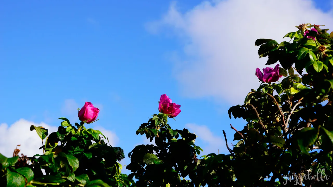 _DSC9804.jpg