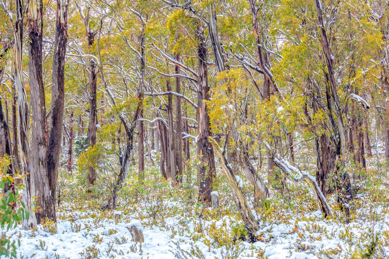 Snow in Tasmania - actually taken on a summer trip