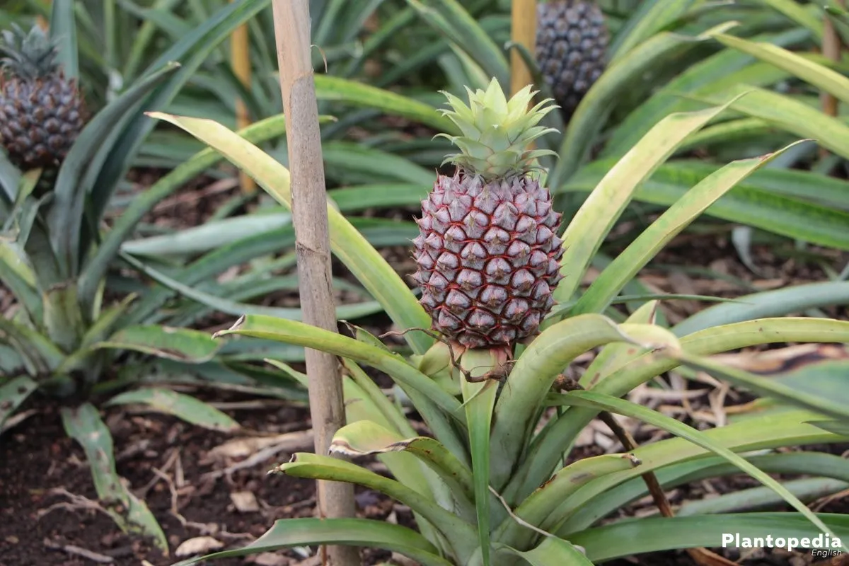 Source: https://www.plantopedia.com/pineapple-plant/