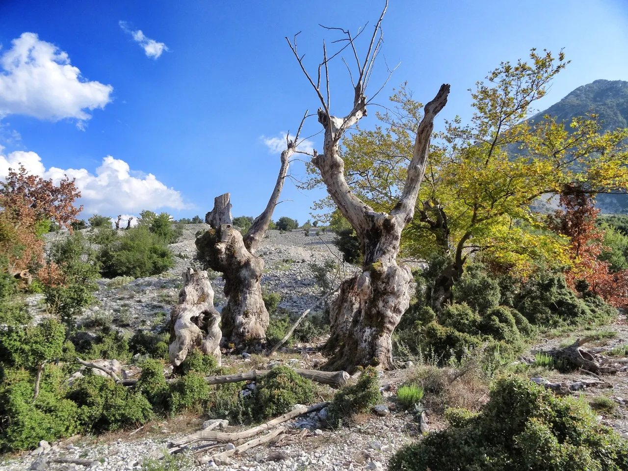 Through dead trees and stony hills