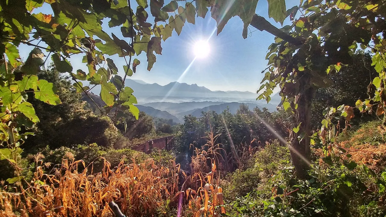 Vine and sun and hills