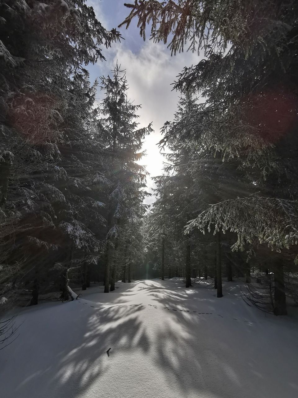 Sun is shining through trees.