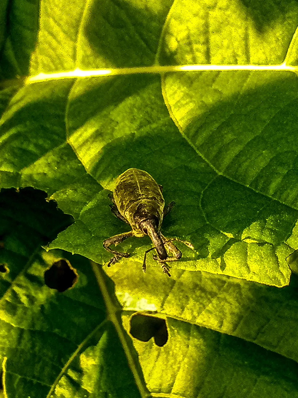 Weevil 1