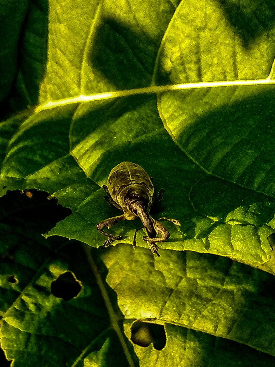 Weevil 3