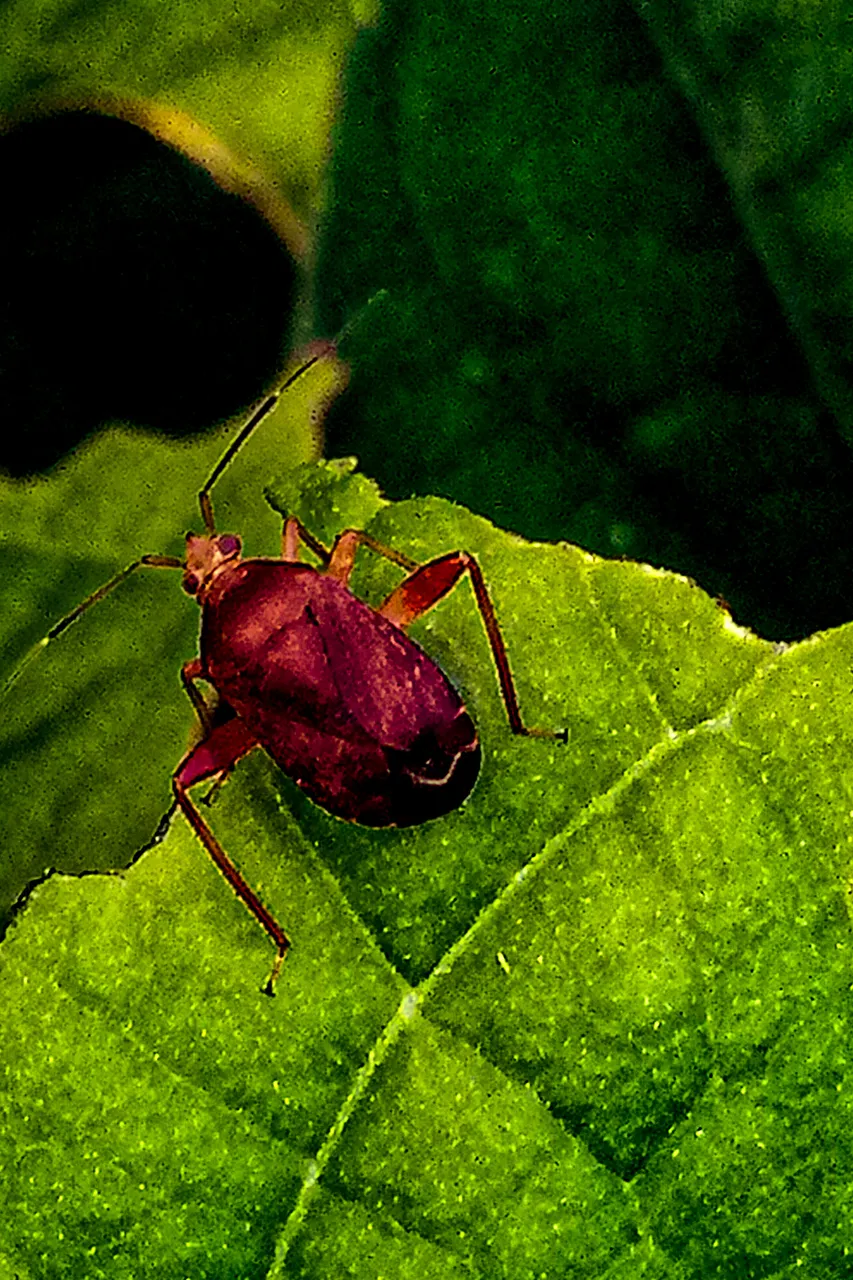 Mirini True Bug 2