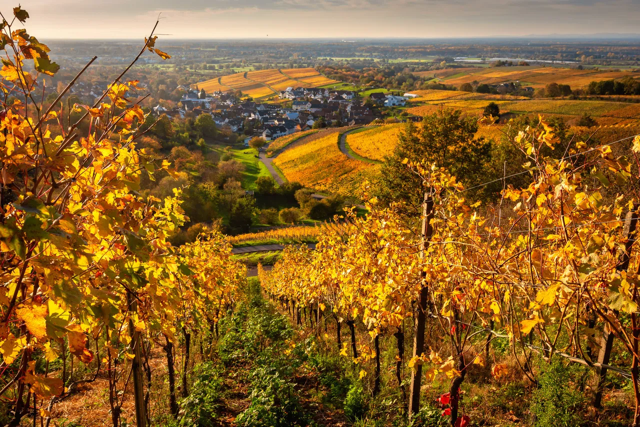 Golden Fall Foliage in Nellele