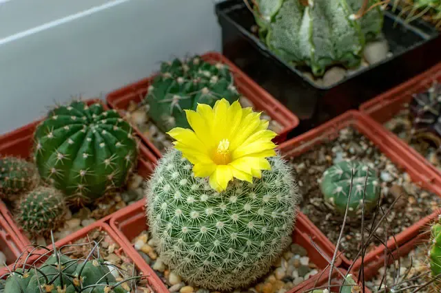 cactus Plantas suculentas purificadoras del aire