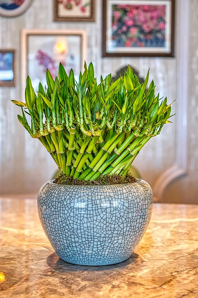 bamboo decoration