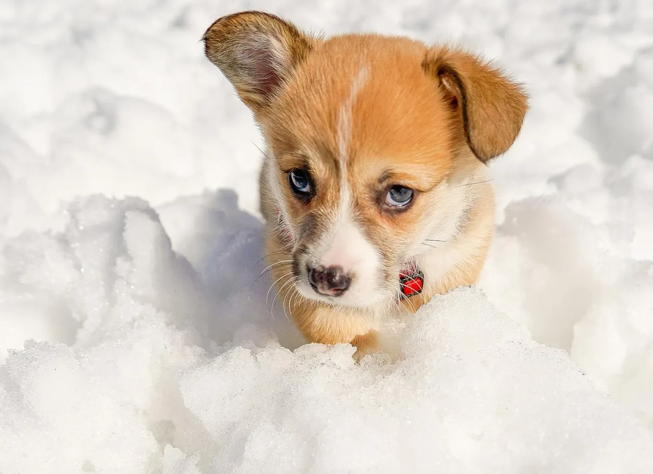 Lucky the Sable Corgi loves to play in the snow