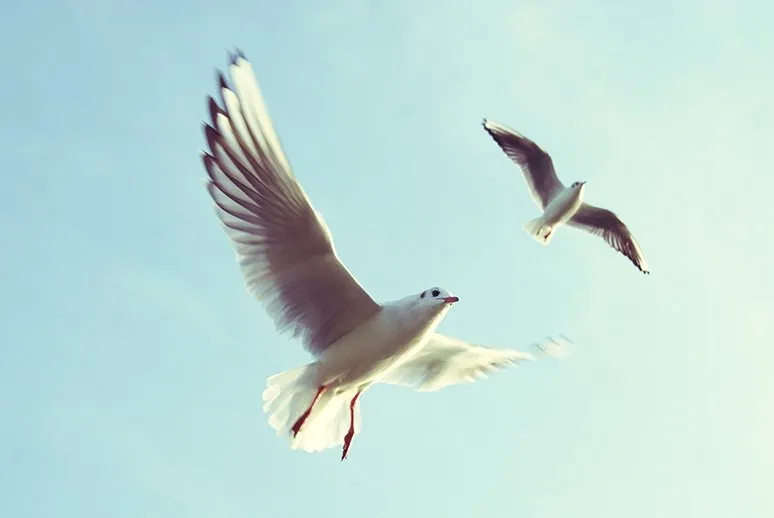 sky-flying-animals-birds42c57.jpg