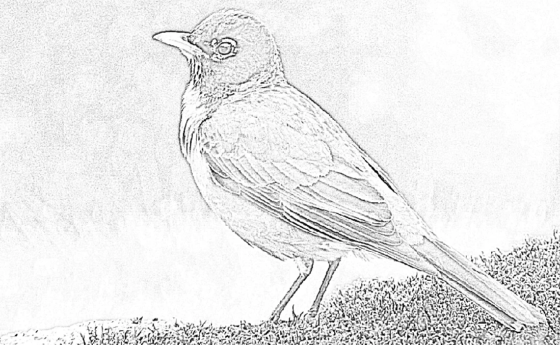 Four Feathered Fotos With Funky Filters