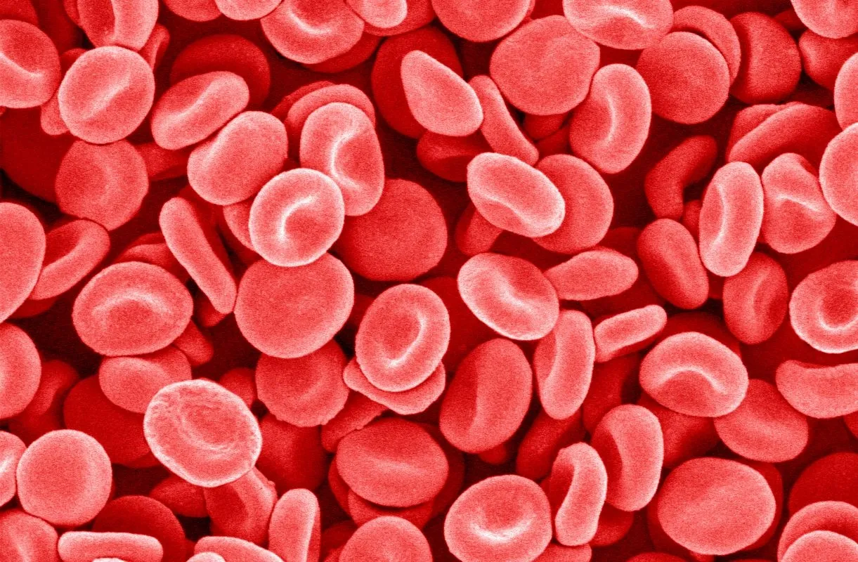 cells-in-the-human-body-awesome-pics-for-gt-human-body-cells-of-cells-in-the-human-body.jpg