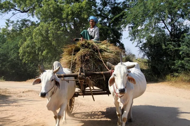 bagan_myanmar_december_burmese_woman_sitting_hay_bales_guiding_ox_cart_rural_area_152970145.jpg
