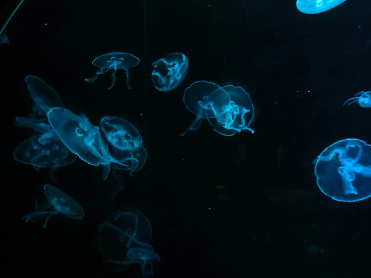 84.Jellyfish at National Museum of Marine Biology & Aquarium, Taiwan..jpg