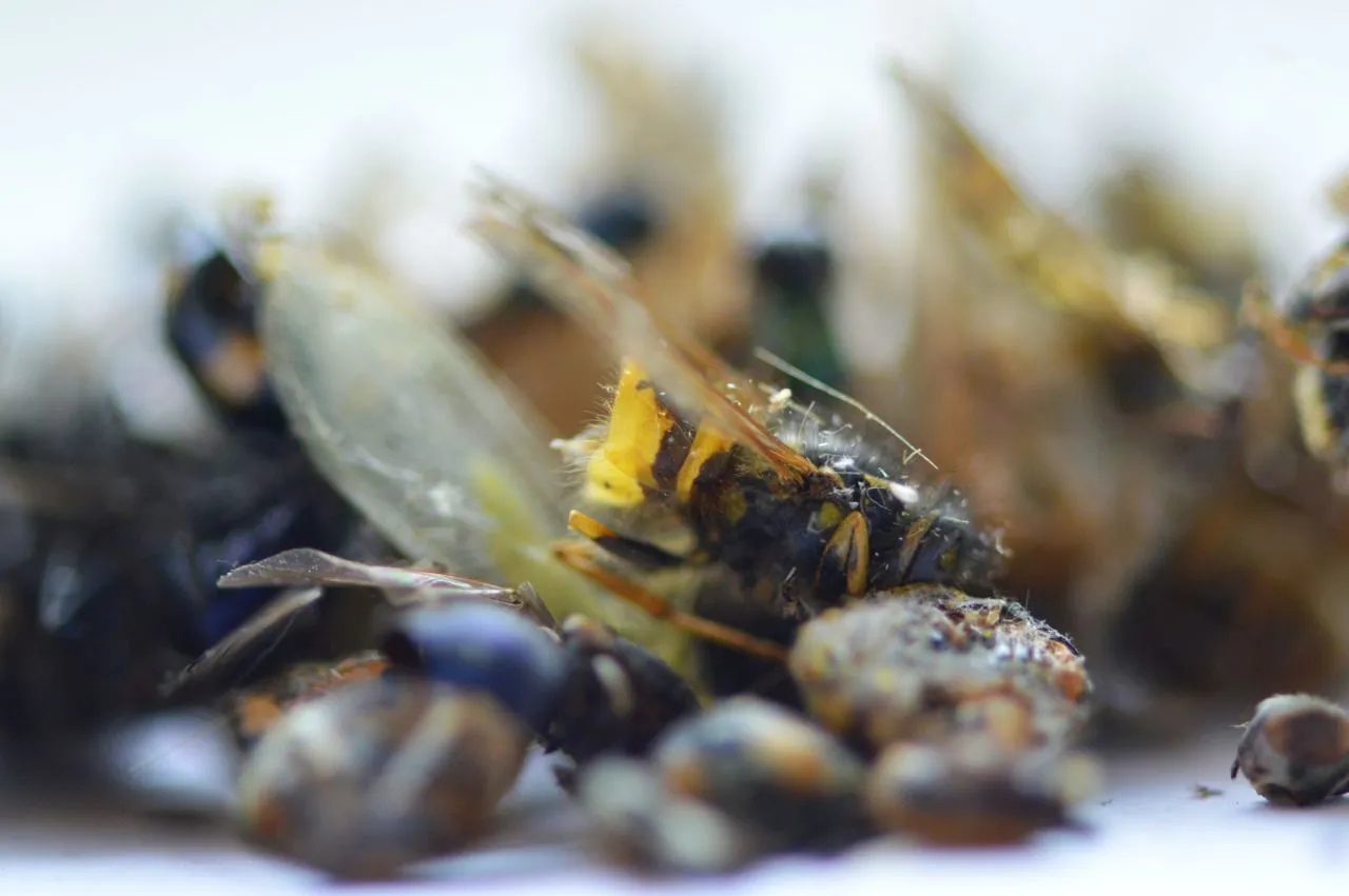 117511480671 - once in a while i get out the dead insects for a_3.jpg