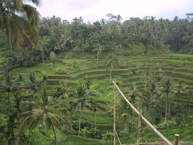 bali-paddy fields